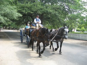Carriage Ride Horses