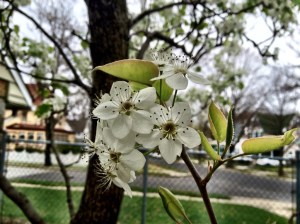 A Bradford Pear flower - looks beautiful, but it smells awful