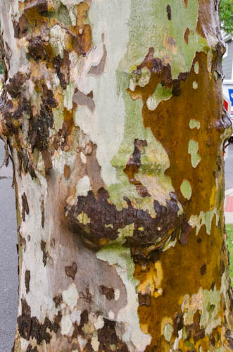 Colorful Tree Bark