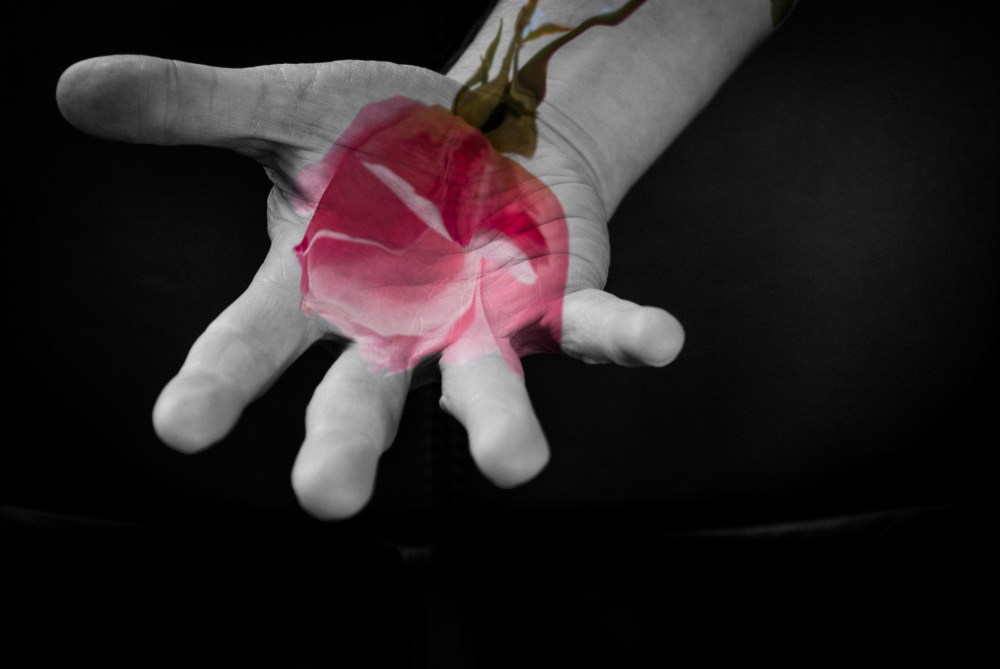 A December rose, offered to all those who are hurting