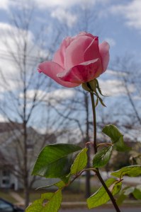 A rose blooms in December