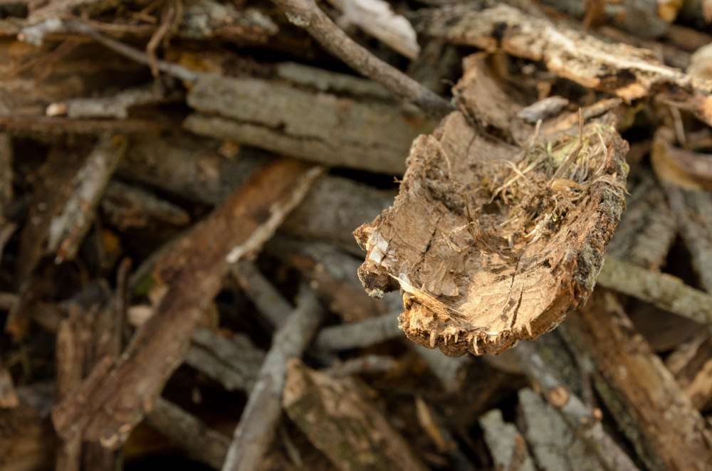 A single piece of bark desperate reaches out from a scrap pile