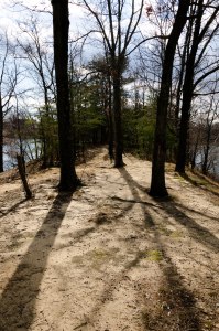 trees casting shadows in the Winter Sun