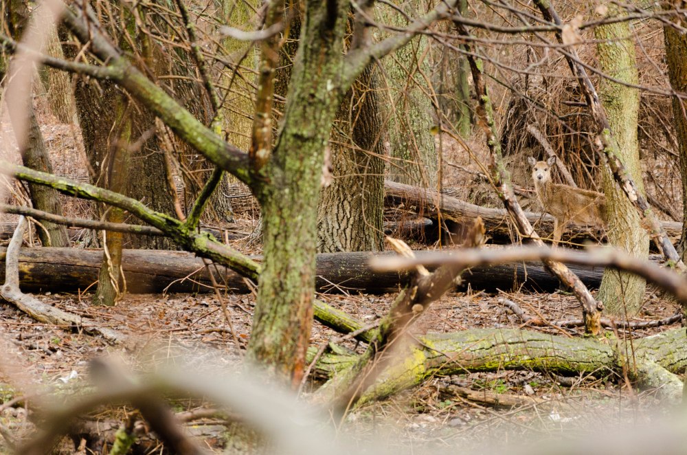 A deer pauses and investigates the camera.