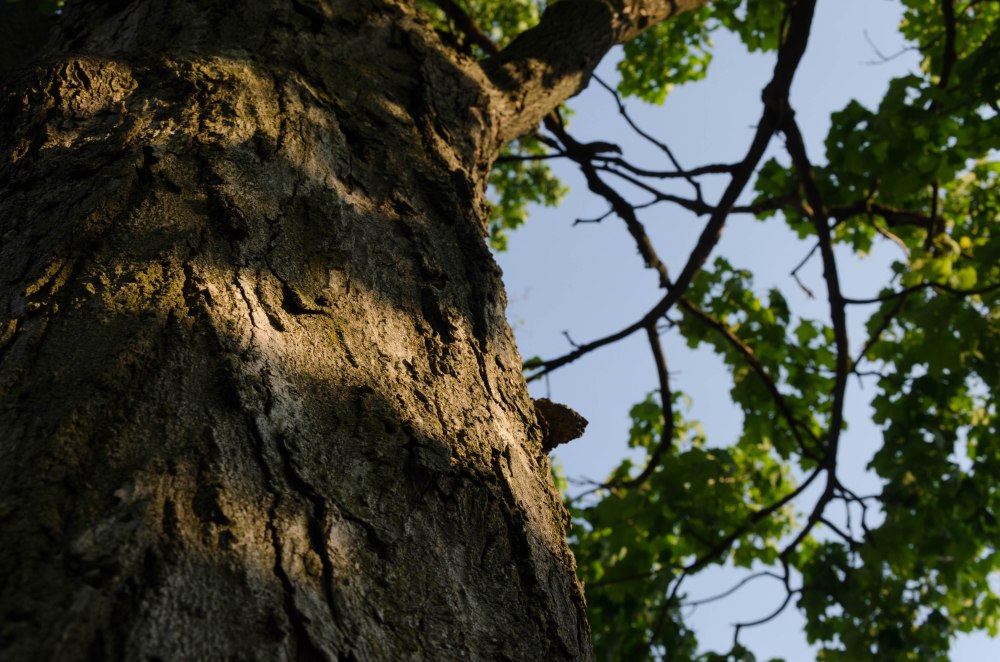 Oak tree bark marked by shadows