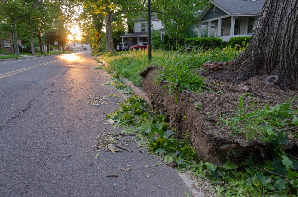 An uptrooted tree, cut down to the stump and then stood back up.