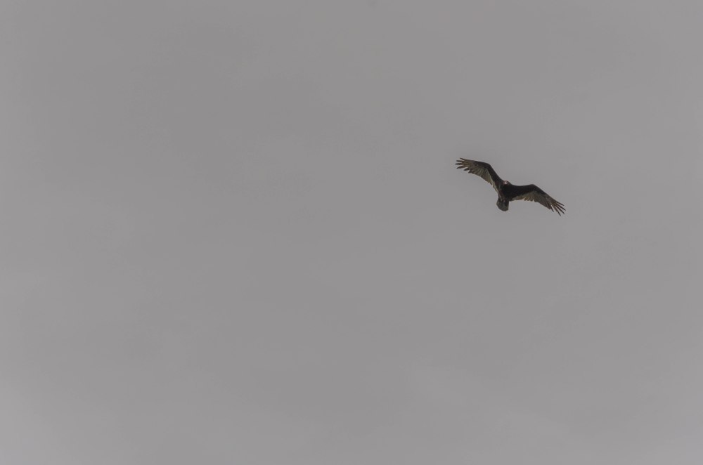turkey vulture in the wind