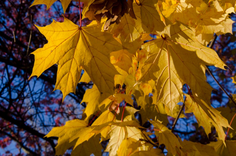 Yellow leaves of Late Autumn