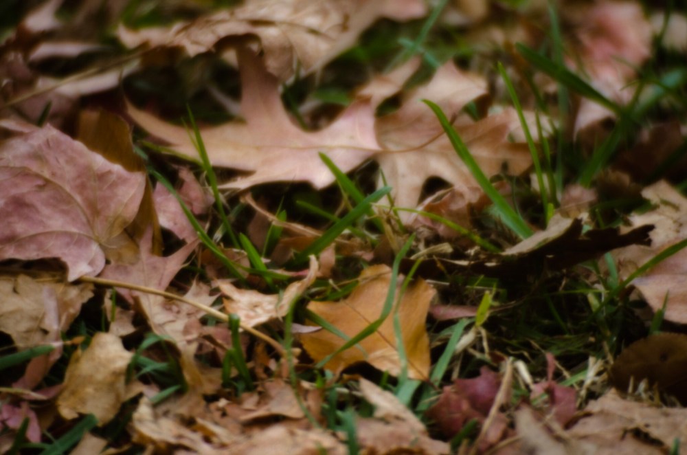 A macro shot of fallen leaves