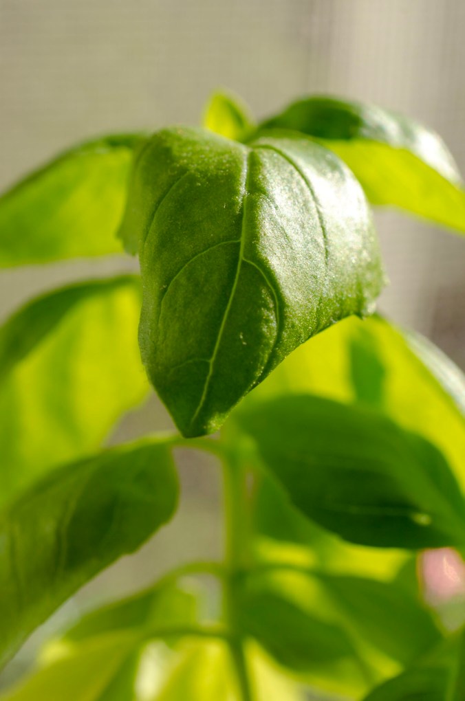 A close up of a basil leaf