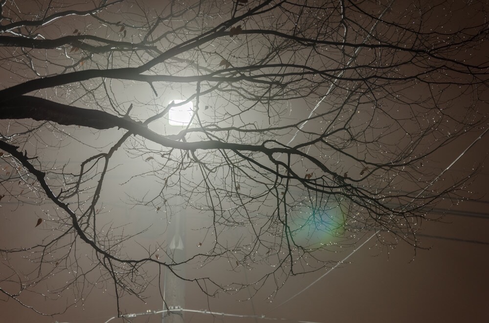 Back lit tree branches in the thick grey fog