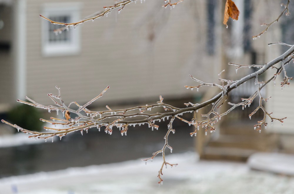 Ice Enveloped Tree Branch