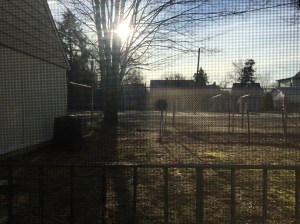 The morning sun in my backyard