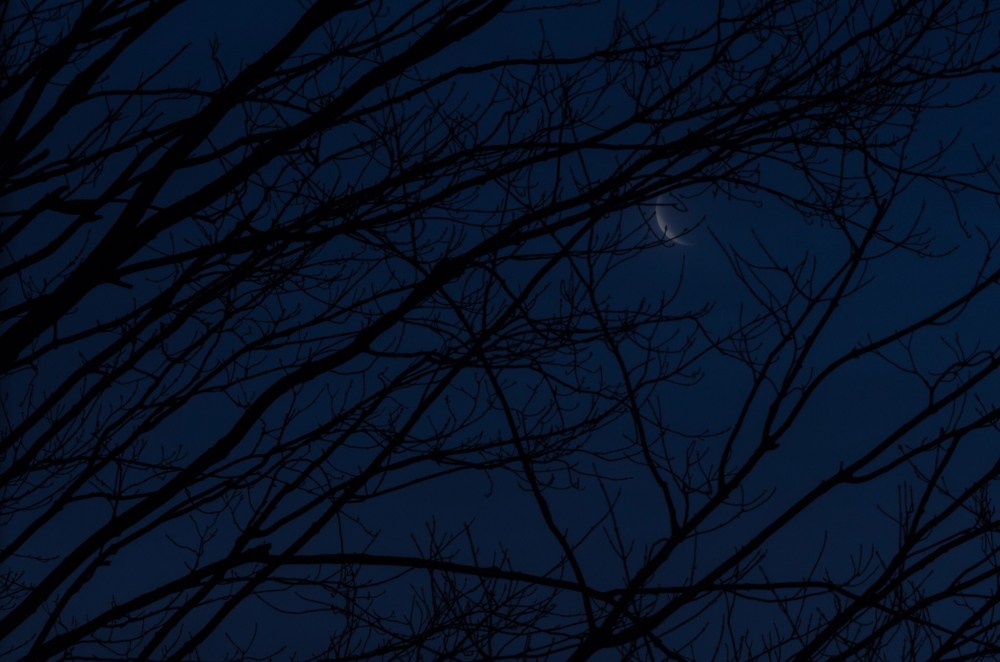 A sliver of fog-covered Crescent Moon, peeking out from some trees