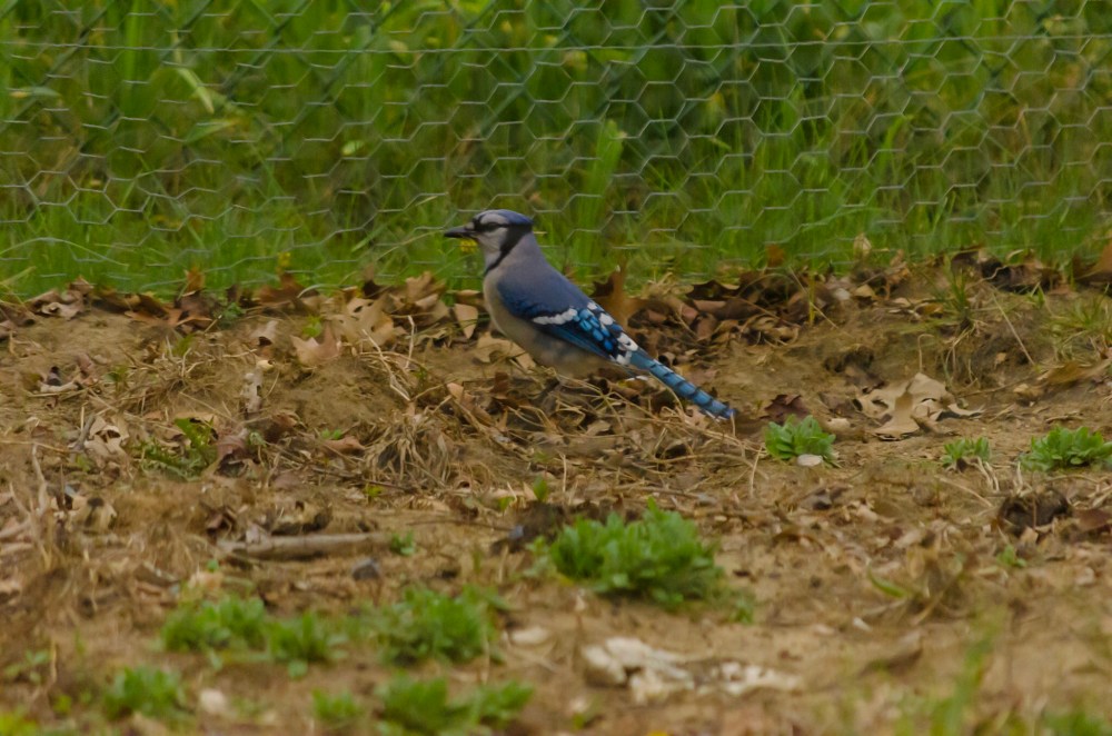 A Blue Jay on the ground