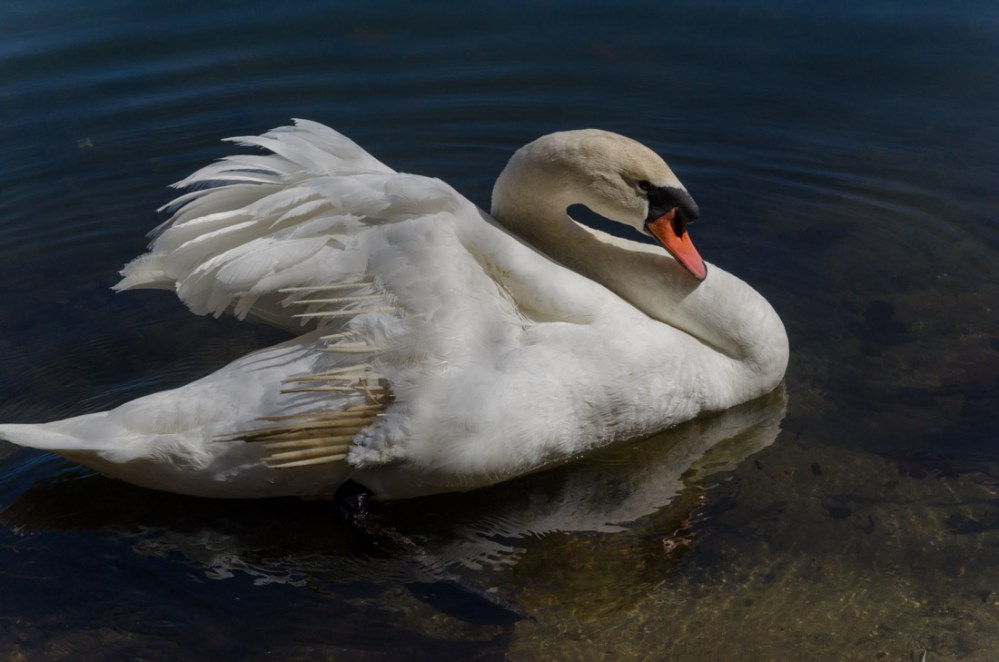 A wounded Swan