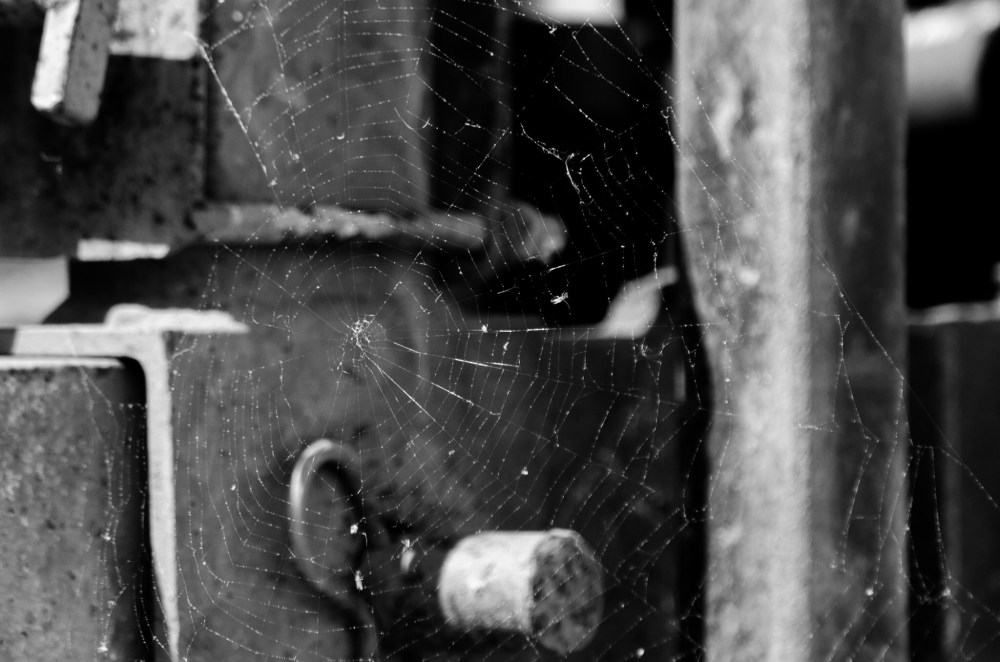 Spider web, with the previous night's rain still clinging to the threads