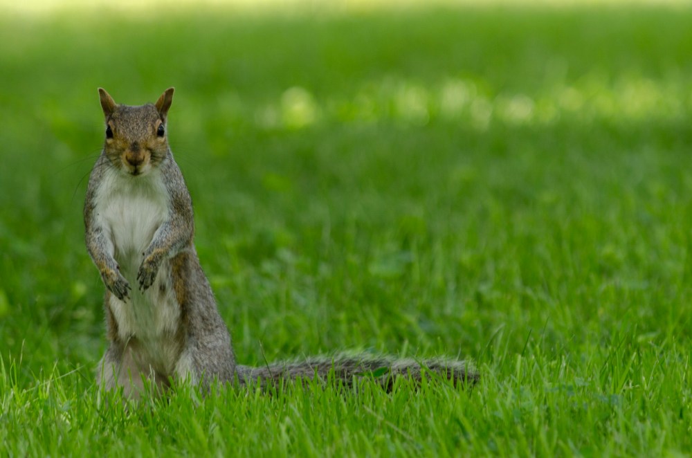 A squirrel stands up, checking out a noise