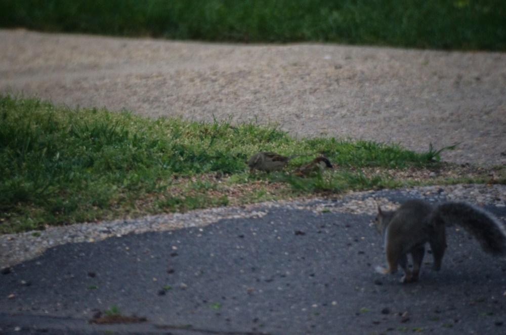 A squirrell chases away the competition