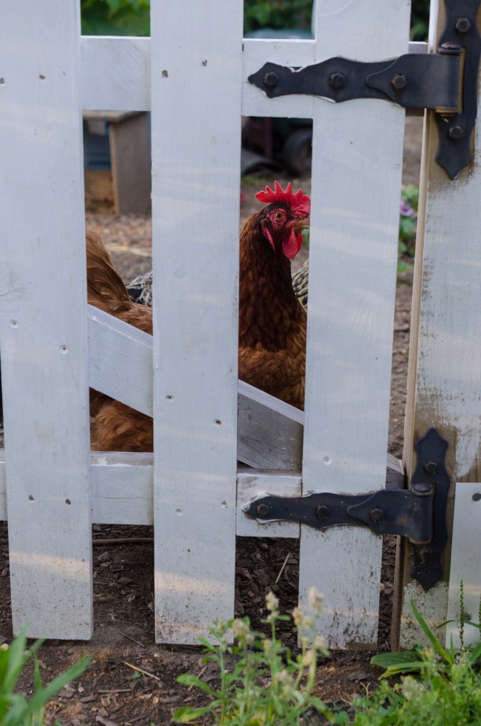 A chicken peers through a fence.