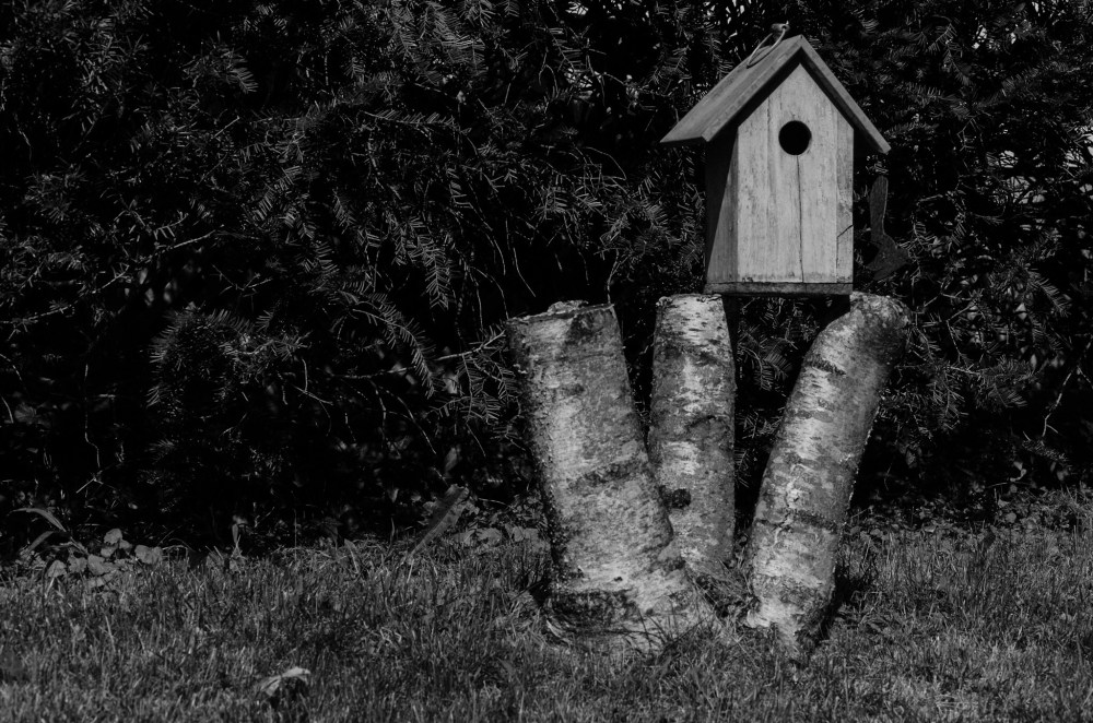 A Birdhouse on a triple-trunk tree stump.
