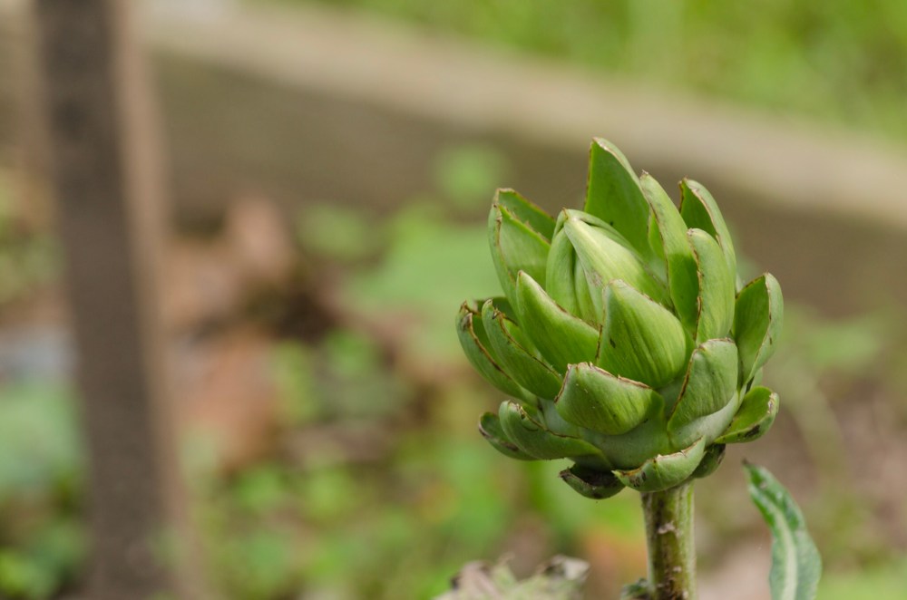 An artichoke opening as Fall approaches