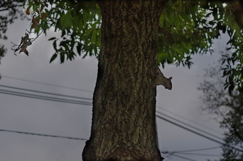 A squirrel perched in a tree.