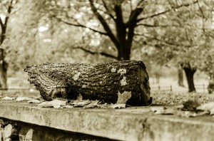 A log on top of a wall.