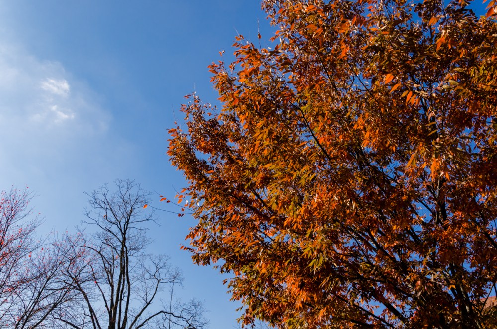 Fall leaves, developed in Lightroom