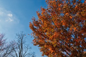 Fall Leaves as developed in Luminar 2018