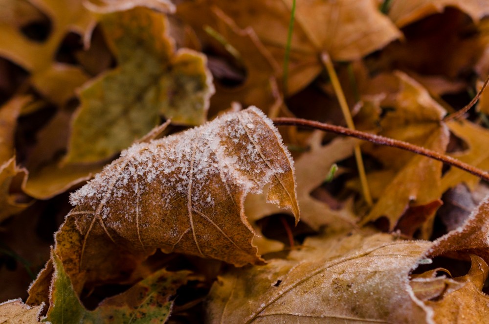 A frost-covered leaf