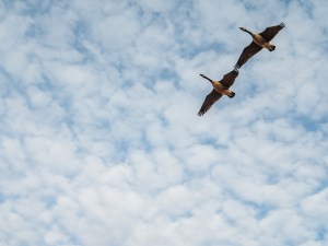Flying Geese