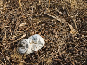 An old Bud can, displaying it used a pull-tab opening mechanism.