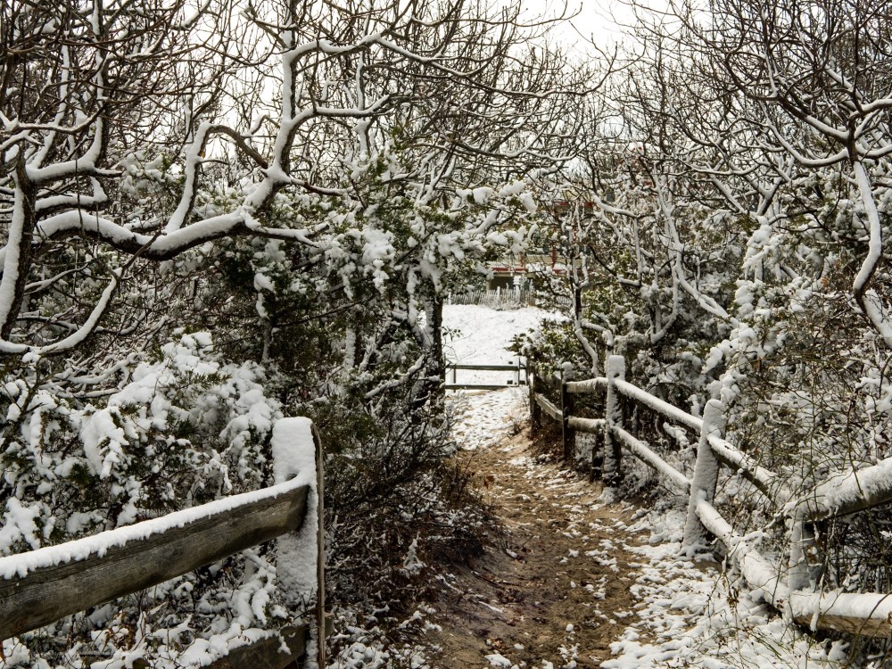 Looking toward the entrance to the Maritime Forest Trail