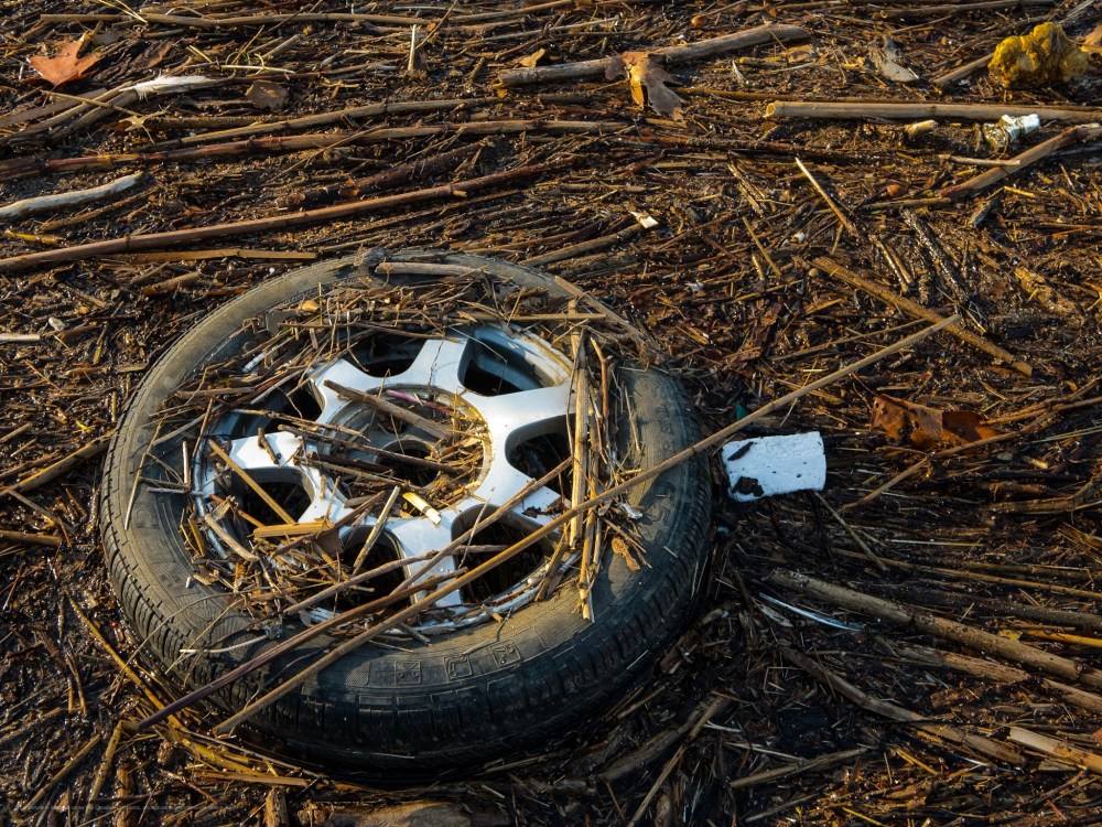 A tire, floating in river debris.