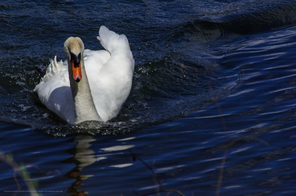 A swan paddles in the water