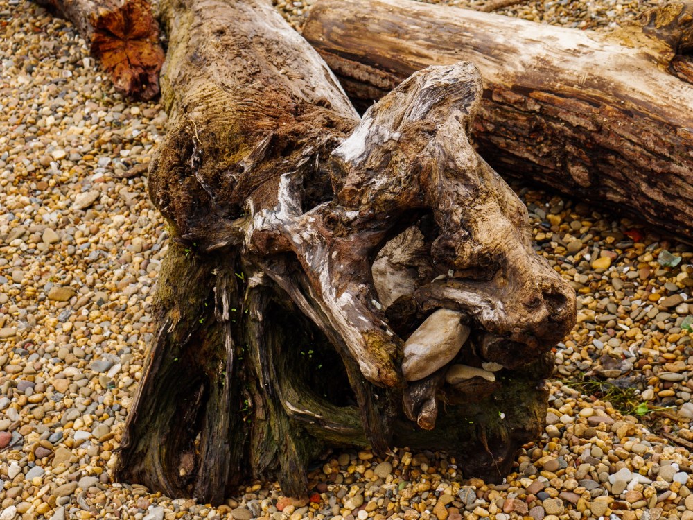 A driftwood tree takes on the shape of a wolf head