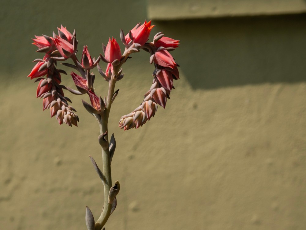 A heart shaped flower.