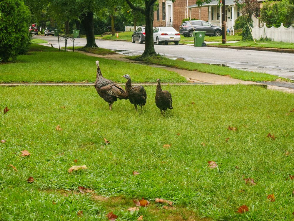 Wild turkeys on the lawn