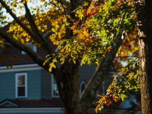 Fall sunlight filtered by gold & orange leaves.