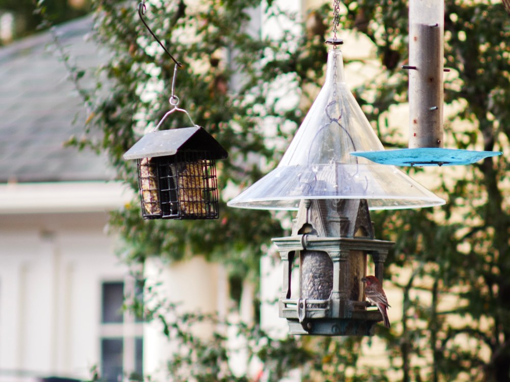 A bird feasts at a bird feeder on New Year’s Day