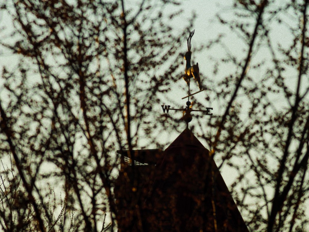 A weather vane as Golden Hour hits...