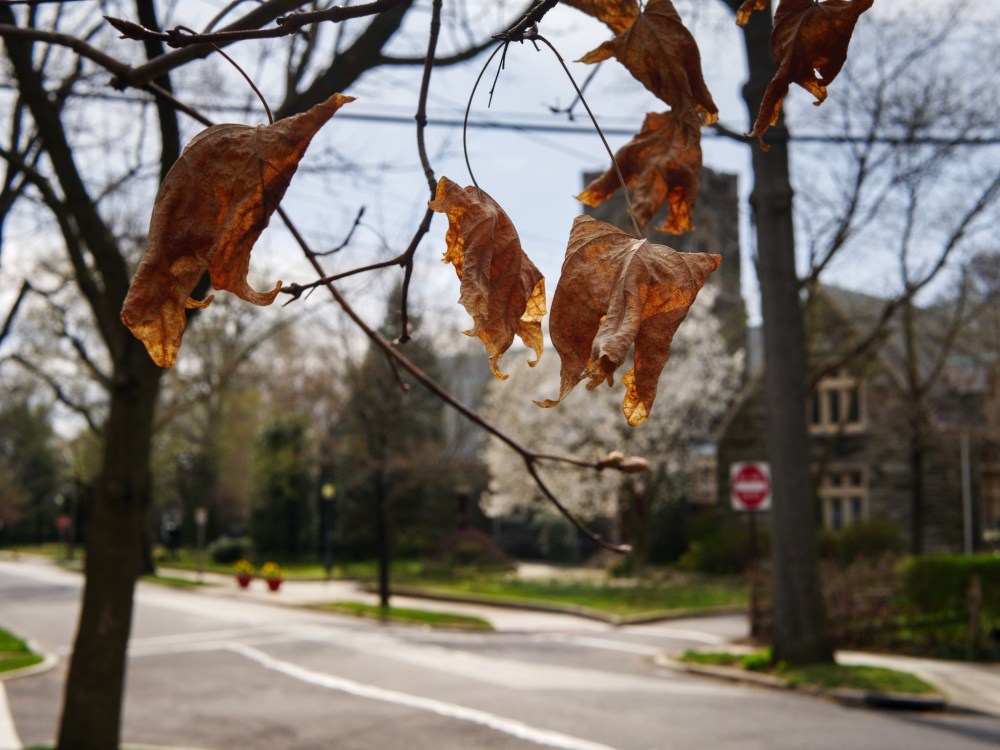 Brown leaves, against the backdrop of a spring bloom.