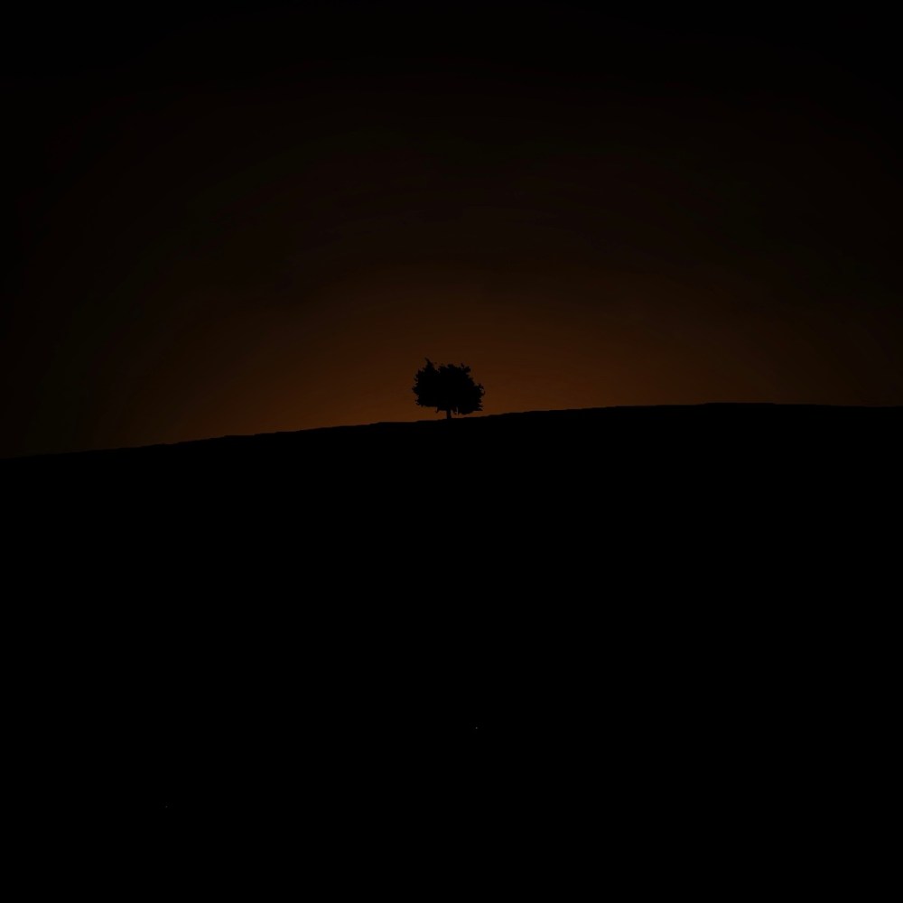 The silhouette of a tree, with the hint of sunlight coming up over the horizon.