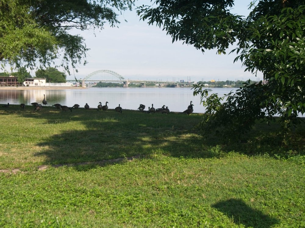 Geese seeking shade on a hazy day