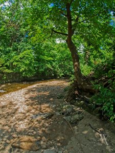 Tree growing from the bank of the Tacony Creek