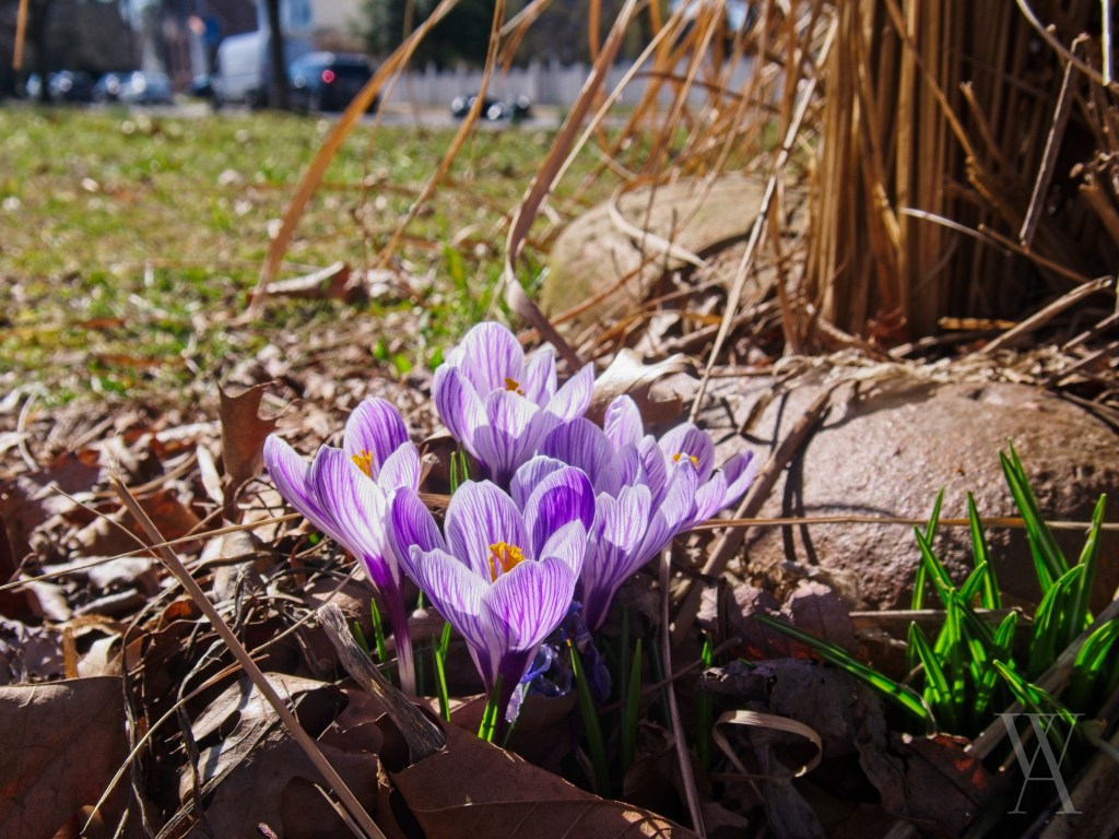 Purple and white crocuses blooming among some rocks in a flower bed.
